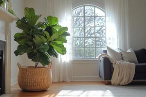 Bright and airy living room featuring a large indoor plant with stylish decor and cozy ambience photo
