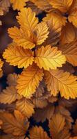 Close Up of Yellow Leaves on Tree photo