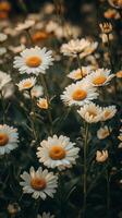 Beautiful daisies bloom in a sunlit meadow during golden hour near a tranquil landscape photo