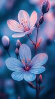 Beautiful arrangement of blue and pink hydrangeas in full bloom during late spring photo
