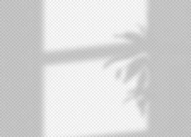 Shadow overlay effect for photo and mockup. Realistic soft blurred shadow of window frame with plant leaves and branches on light background. illustration of wall with natural sunlight vector