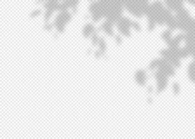 Shadow overlay effect for photo and mockup. Realistic soft blurred shadow of tree branches and leaves on light background. illustration of wall with natural sunlight falling vector