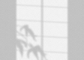 Shadow overlay effect for photo and mockup. Realistic soft blurred shadow of window frame with plant leaves and branches on light background. illustration of wall with natural sunlight vector