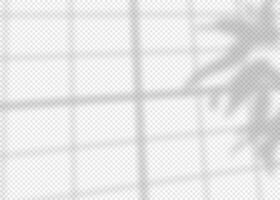 Shadow overlay effect for photo and mockup. Realistic soft blurred shadow of window frame with plant leaves and branches on light background. illustration of wall with natural sunlight vector