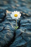 A solitary white flower growing through cracked earth in monochrome setting during daylight photo