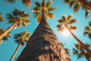 Sunlight filters through palm trees with a clear blue sky in a tropical setting photo