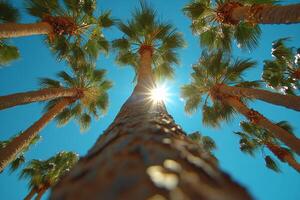 luz de sol filtros mediante palma arboles con un claro azul cielo en un tropical ajuste foto