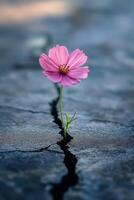 A delicate pink flower blooming through a crack in the pavement on a sunny day photo