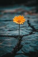 A solitary white flower growing through cracked earth in monochrome setting during daylight photo