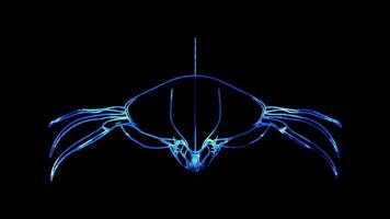 Neon frame effect, Crab crab with big claws and a cheeky grin on black background video