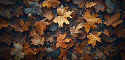Fall leaves cover the ground in a forest during autumn as nature prepares for winter photo