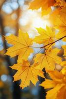 Bright yellow maple leaves illuminated by soft sunlight in a serene forest during autumn photo