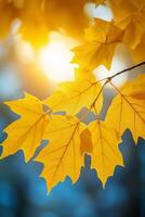 Bright yellow maple leaves illuminated by soft sunlight in a serene forest during autumn photo