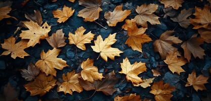 Fall leaves cover the ground in a forest during autumn as nature prepares for winter photo