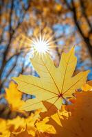Bright yellow maple leaves illuminated by soft sunlight in a serene forest during autumn photo