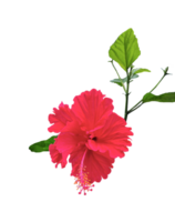 a red hibiscus flower on a transparent background, A red hibiscus flower isolated, red flower isolated on transparent, red hibiscus flower png