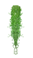 a bush ivy vine green plants hanging from a wall on a transparent background, green grass isolated on background, a green plant on a transparent background png