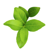 green lemon leaves on a transparent background, fresh lemon isolated on background, branch of a plant, green lemon plant on a background, a tree branch of Malta plant, green lemon leaf png
