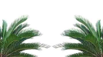 A palm trees frame on a transparent background, palm leaf frame isolated on transparent background, a green palm tree branch with a png