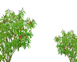 set of plants with red peppers on transparent background frame, A green chili pepper leaves isolated on background, chili tree frame, a green chili tree leaf, red chili pepper, png