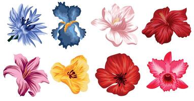 large set of flowers, namely from the opened buds of magnolia, lily, cornflower, iris, orchid, poppy, mallow and tulip vector