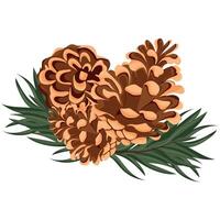 set of conifer forest cones of different sizes and different colors with conifer twigs, for various cards or posters vector
