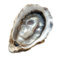 Single Open Oyster Shell with Iridescent Inner Surface png