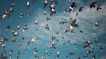 Flock of birds flying in a clear sky, A mesmerizing view of numerous birds in flight against a clear sky, video