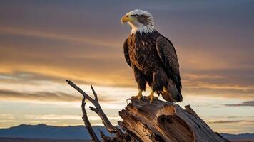 A majestic eagle perched on a weathered log against a stunning sunset backdrop. photo