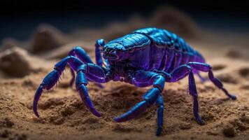 A vibrant purple scorpion on sandy terrain, showcasing its unique coloration and texture. photo