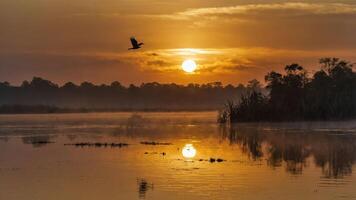 Serene sunrise over a misty wetland, with a bird in flight reflecting on the water. photo