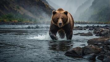 A majestic bear wades through a river in a misty mountain landscape. photo
