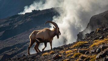 A solitary mountain goat traverses rocky terrain with smoke billowing in the background. photo