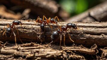 A close-up of ants crawling on wooden logs in a natural setting. photo