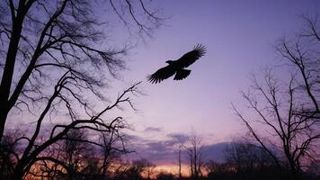 A silhouette of a bird flying against a colorful sunset sky with barren trees. photo