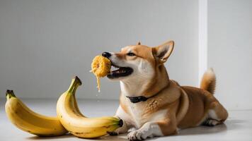 A Shiba Inu dog enjoys a snack while lying next to bananas. photo