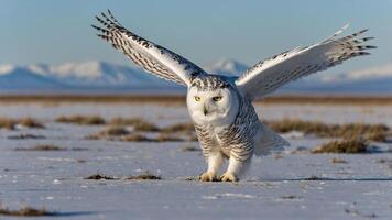 A snowy owl takes flight over a snowy landscape with mountains in the background. photo