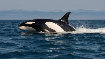 A majestic orca swimming in the ocean, showcasing its distinctive black and white coloration. photo