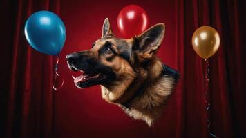 A German Shepherd's head surrounded by colorful balloons against a red backdrop. photo