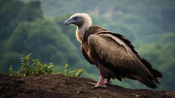 A vulture perched on a rocky surface, surrounded by lush greenery in the background. photo