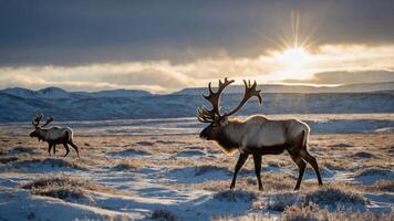 Two reindeer walking through a snowy landscape with a sunset in the background. photo