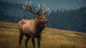 A majestic elk stands in a grassy field with mountains in the background. photo