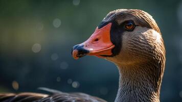 A close-up of a duck, showcasing its vibrant colors and intricate feather patterns. photo