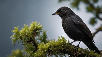 A black bird perched on a mossy branch against a blurred background. photo