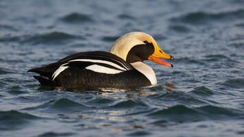 A close-up of a duck swimming in water, showcasing its colorful plumage and serene environment. photo