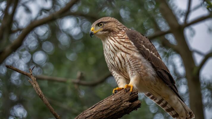 A hawk perched on a branch, showcasing its keen gaze and natural surroundings.