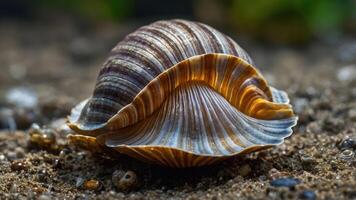 A close-up view of a beautifully patterned seashell resting on sandy ground. photo