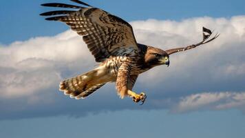 A hawk in flight, showcasing its wingspan against a blue sky and clouds. photo