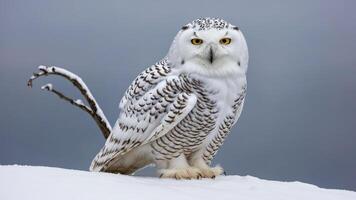 A snowy owl perched on a snow-covered surface, showcasing its striking features. photo