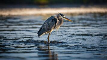 A solitary heron standing in shallow water, poised for fishing in a serene natural setting. photo